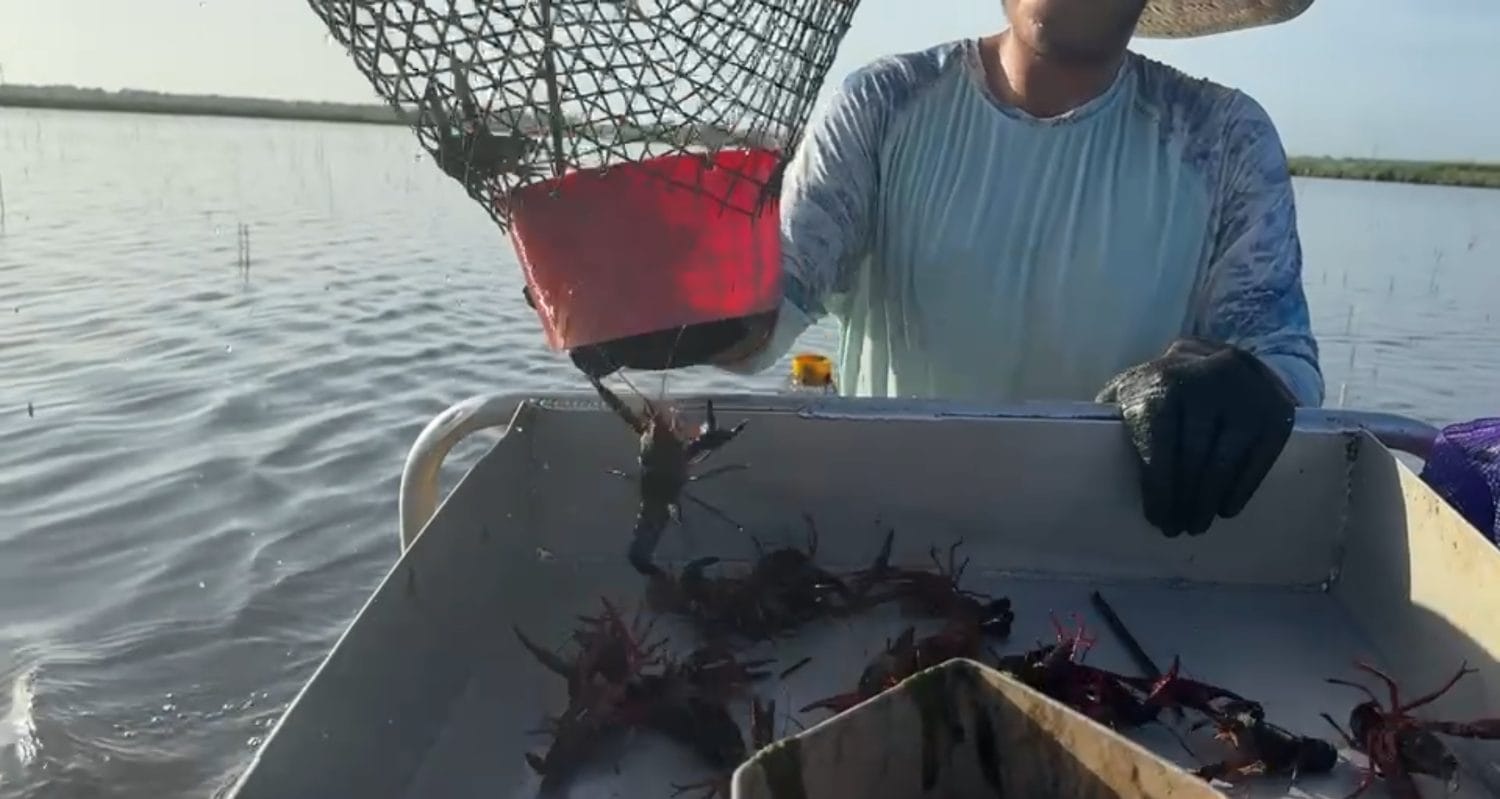 Harvesting live crawfish at the farm